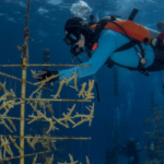 Coral propagation through fragmentation