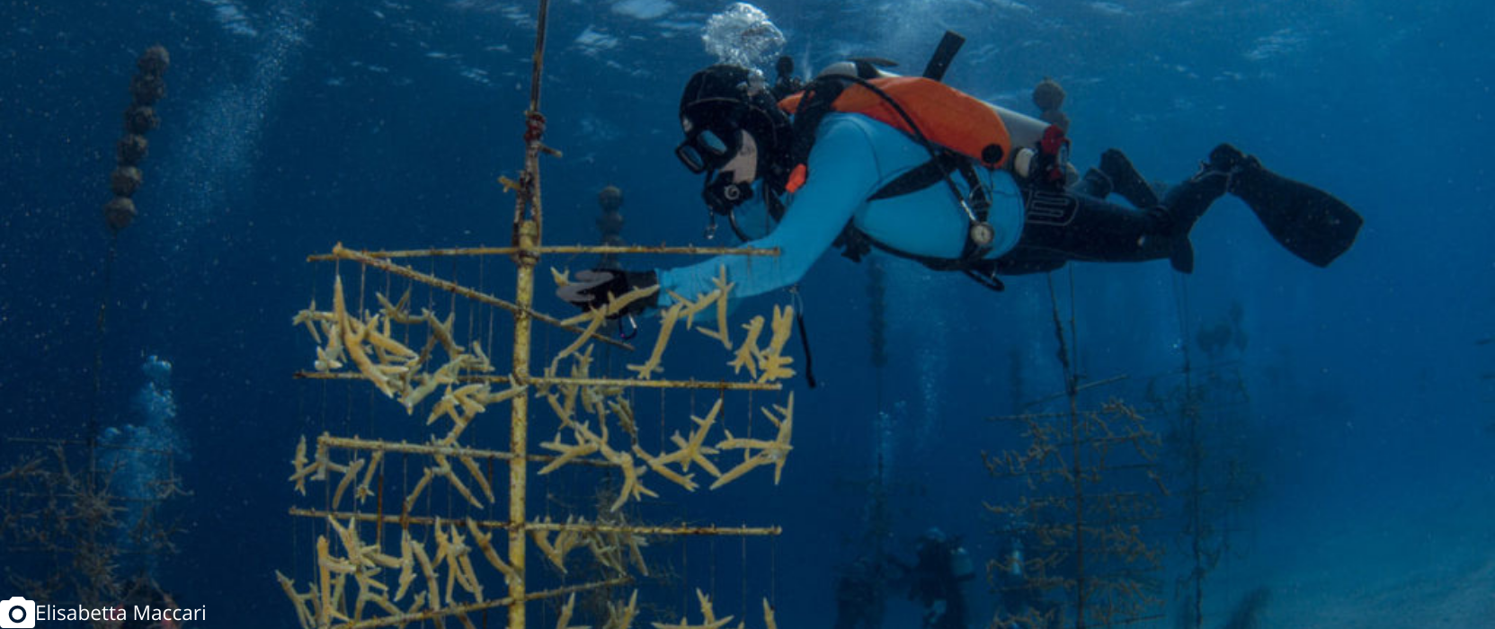 Coral propagation through fragmentation