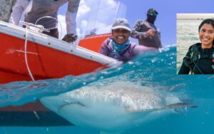 Shark biologists tagging a shark