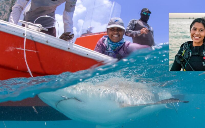 Shark biologists tagging a shark