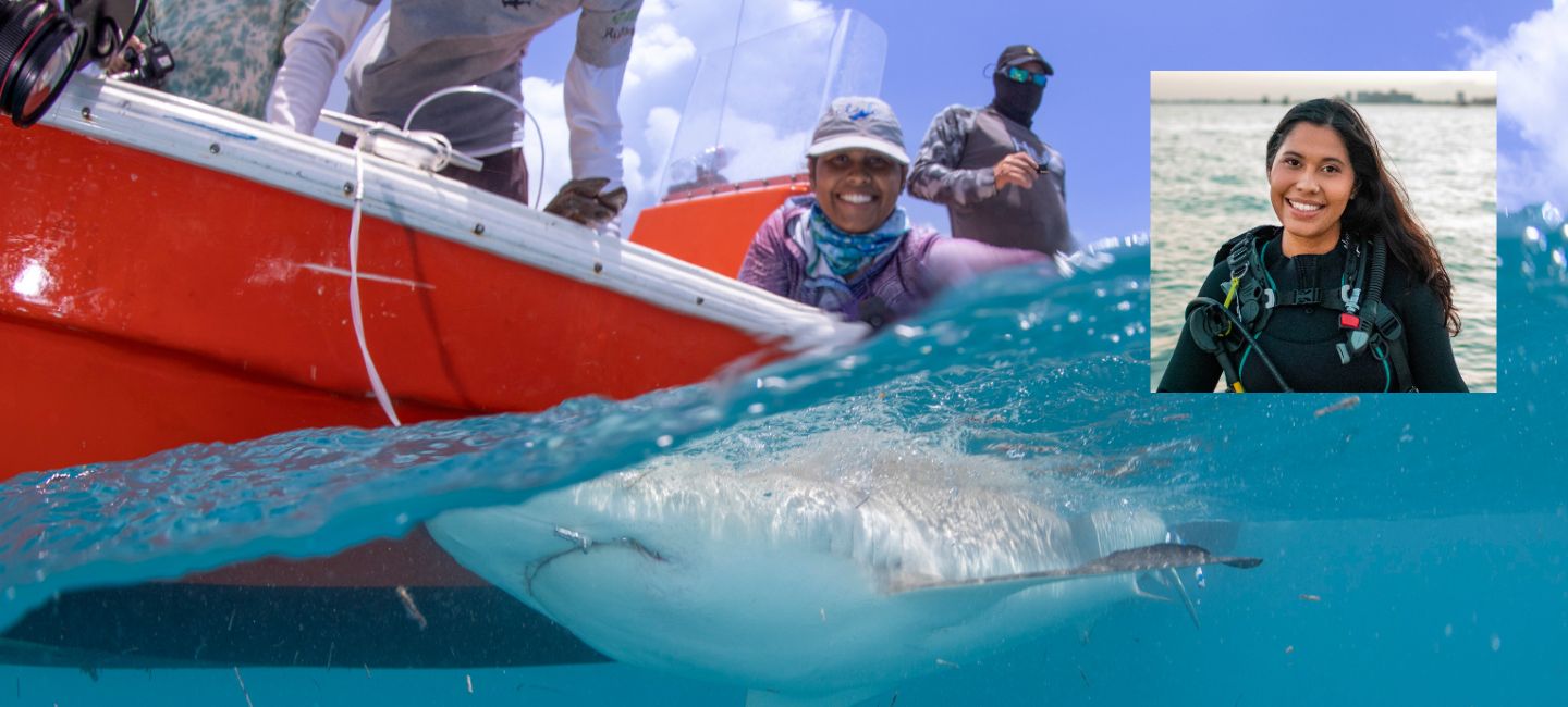 Shark biologists tagging a shark