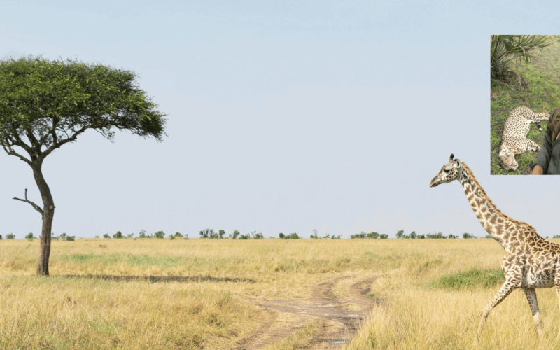 Giraffe walking through savanna with picture of Dr. Hugo Pereira