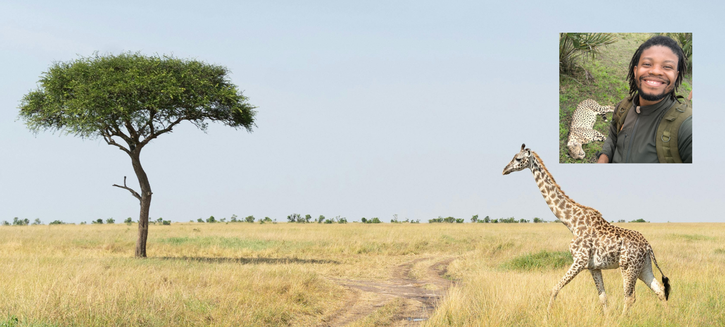 Giraffe walking through savanna with picture of Dr. Hugo Pereira