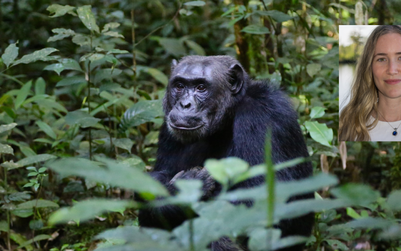 Chimp in the forest with picture of Kaitlyn Bock in the corner.