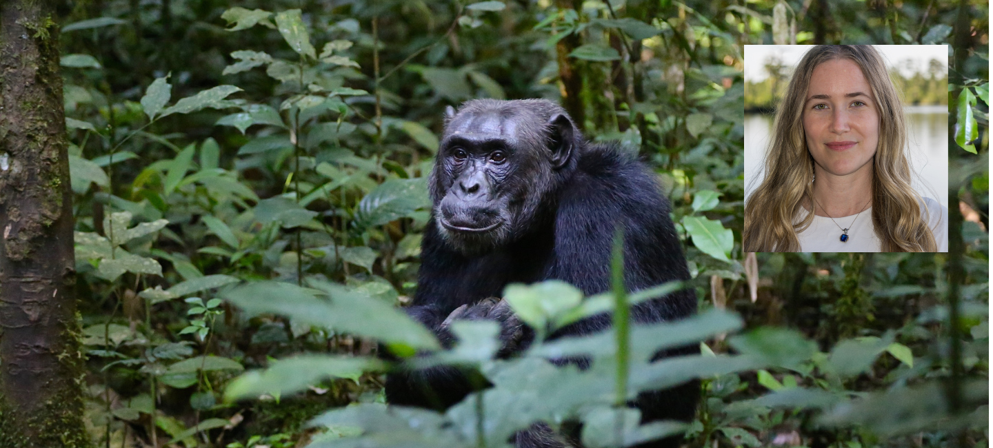 Chimp in the forest with picture of Kaitlyn Bock in the corner.