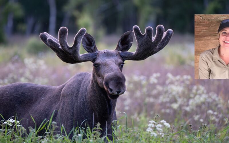 Moose with image of Kate Gersh.