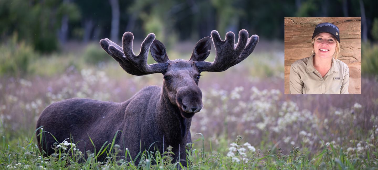 Moose with image of Kate Gersh.