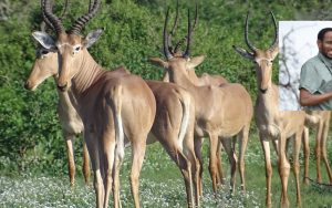 Picture of hirolas with Dr. Ali in the corner