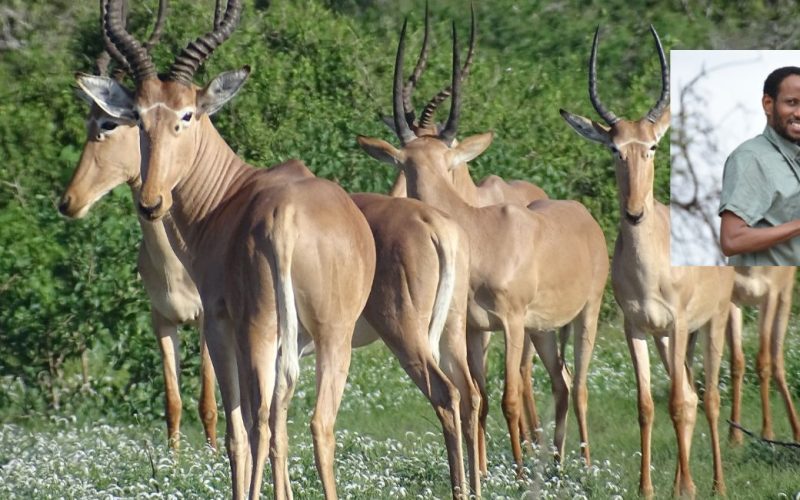 Picture of hirolas with Dr. Ali in the corner