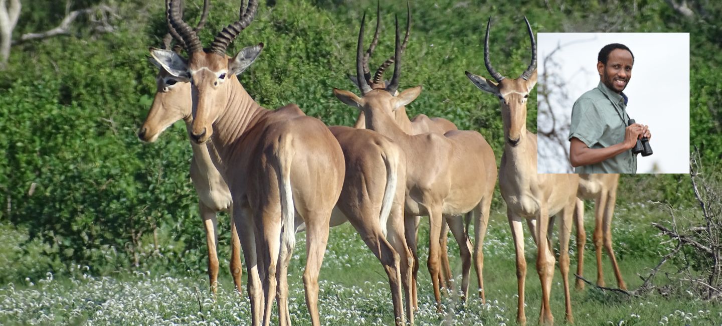 Picture of hirolas with Dr. Ali in the corner