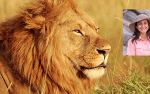 Picture of male lion with picture Shivani Bhalla in corner.