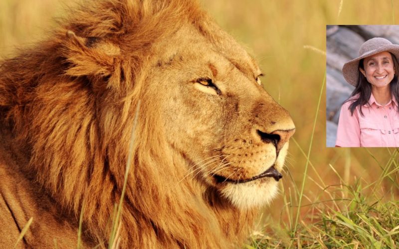 Picture of male lion with picture Shivani Bhalla in corner.