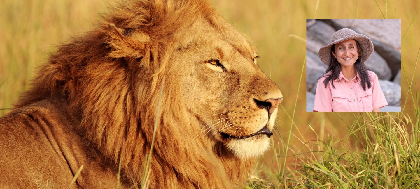 Picture of male lion with picture Shivani Bhalla in corner.