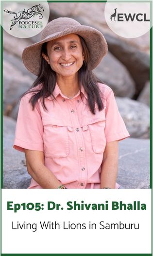 Link to episode 105 with Shivani Bhalla of Ewaso Lions