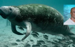 Pic of manatee with algae on it's back for ep.106 of Forces for Nature podcast with Jamal Galves.