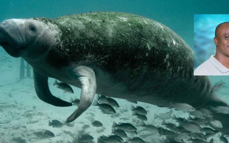 Pic of manatee with algae on it's back for ep.106 of Forces for Nature podcast with Jamal Galves.
