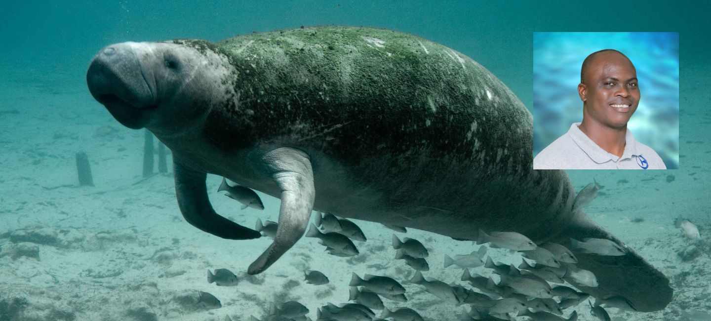 Pic of manatee with algae on it's back for ep.106 of Forces for Nature podcast with Jamal Galves.